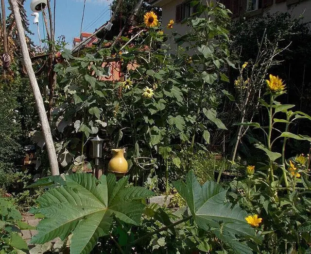 Ein Gartenbesuch in der Nordstadt verbindet an diesem Wochenende Pflanzenideen mit Kunstobjekten im Freien. | Foto: Schmidt-Staub