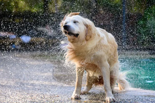 Der Badepark in Wörth schließt am Sonntag, 13. September. Am Samstag, 19. September, folgt noch ein Hunde-Badetag. | Foto: Fleur/stock.adobe.com