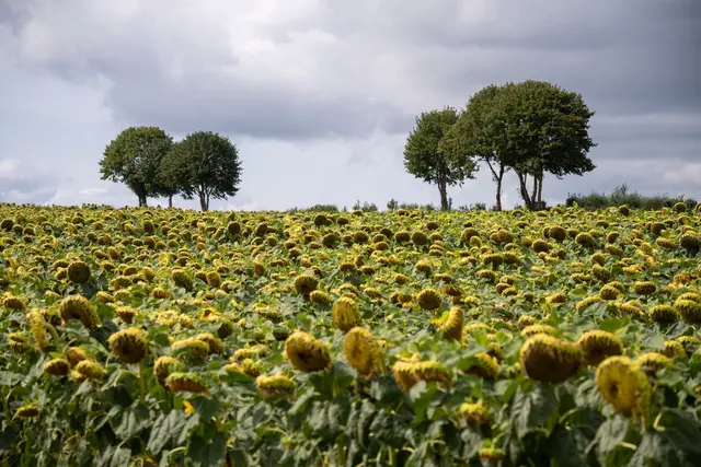 Wolken bedecken größtenteils den Himmel, wie hier in Oberleuken im Saarland. (Archivbild) | Foto: Harald Tittel/dpa