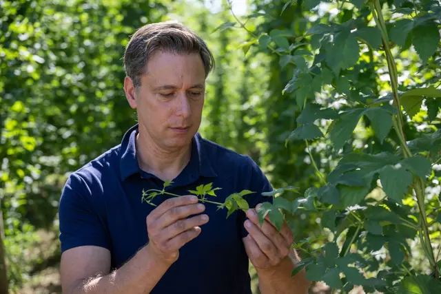 In einem guten Jahr ist der Hopfen sattgrün. (Archivbild) | Foto: Harald Tittel/dpa
