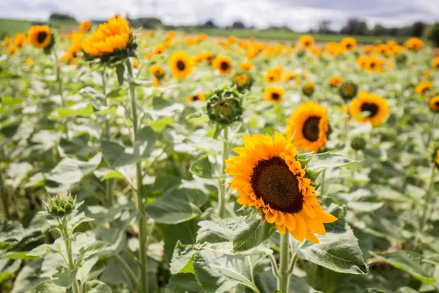 Erstanträge für ausgewählte Agrarumwelt- und Klimamaßnahmen laufen vom 4. bis 18. September erstmals digital über LEA. | Foto: Roland Kohls