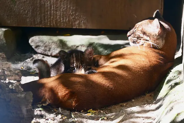 Im Zoo Heidelberg wurde der Goldkatzen-Nachwuchs erstmals untersucht. Das Jungtier ist ein Weibchen und heißt Mei. | Foto: Zoo Heidelberg