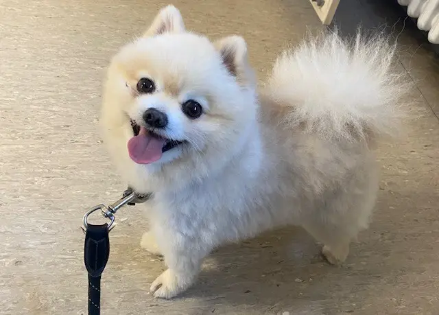 Nahe der B50 bei Bitburg-Stahl wurde ein kleiner weißer Zwergspitz gefunden und bei der Polizei abgegeben. Die Polizei sucht nun die Besitzerin oder den Besitzer des Fundhundes. | Foto: Polizeidirektion Wittlich