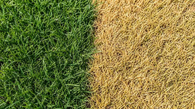 Wenn der Rasen im Sommer braun ist, ist er meist noch nicht verloren. | Foto: Alena/stock.adobe.com