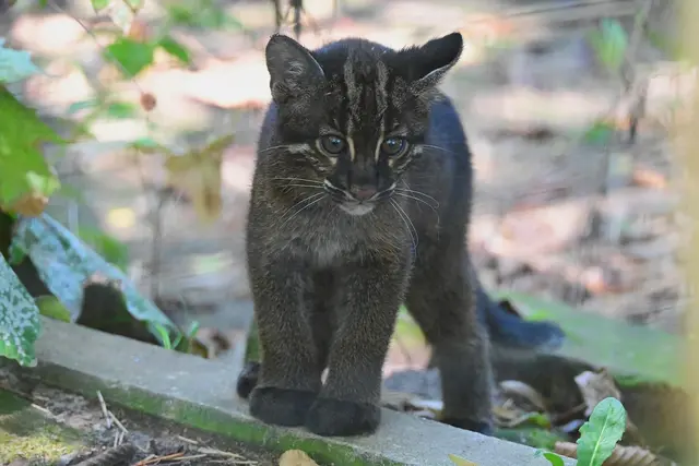 Das Kätzchen heißt Mei, was auf chinesisch "schön" bedeutet | Foto: Zoo Heidelberg