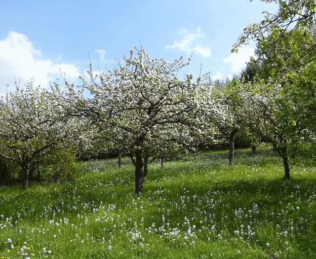 Wer einen Obstbaum für eine Streuobstwiese sucht, kann in Grötzingen bestellen und die Bäume am Abholtag vor Ort mitnehmen. | Foto: Naturtreff Grötzingen