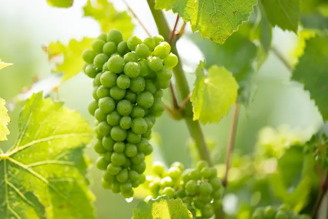 Der Präsident des Winzerverbandes ist überzeugt: Der neue Jahrgang aus dem Saarland werde eine  herausragende Qualität haben. (Symbolbild) | Foto: Sebastian Kahnert/dpa