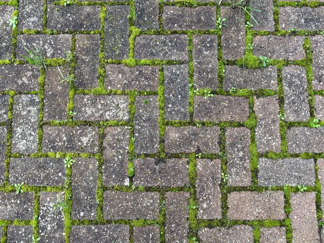 Moos zwischen und auf Pflastersteinen sieht nicht nur ärgerlich aus. Zum Glück kann man ihn einfach entfernen. | Foto: Chris Lawrence/stock.adobe.com