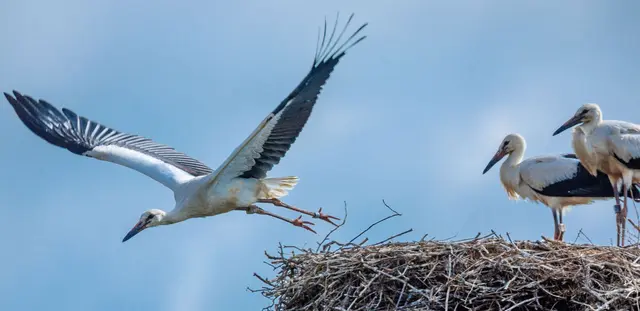 Im Saarland hat es dieses Jahr noch mehr Störche gegeben. (Symbolbild) | Foto: Jens Büttner/dpa