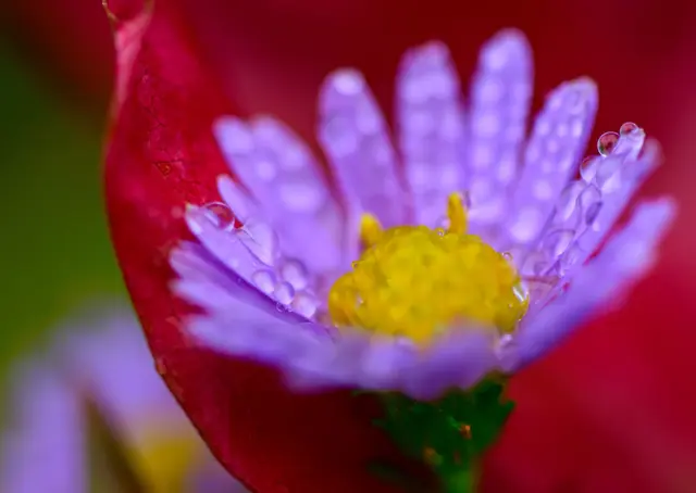 Die Bergaster bringt auch im Herbst noch Farbe in den Garten und hilft spät fliegenden Insekten. | Foto: Patrick Pleul/dpa/dpa-mag
