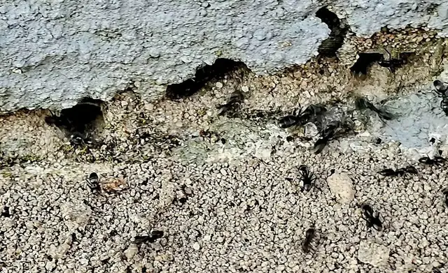 Die Tapinoma-Ameise liebt trockene und sandige Böden. | Foto: Ortsgemeinde Herxheim