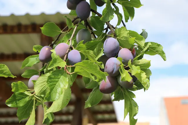 Am Samstag, 19. September, lädt der Obst- und Gartenbauverein Konken zu seinem traditionellen Latwergekochen und dem beliebten Gartenfest ein | Foto: Heike Schwitalla