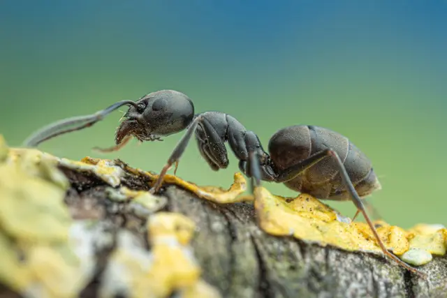 Viele Menschen merken den Befall erst, wenn sich Ameisen auf Gehwegen oder im Garten stark ausbreiten. Hier eine Ameise der Ameisenart Tapinoma magnum. | Foto: A. Bellersheim / SMNS