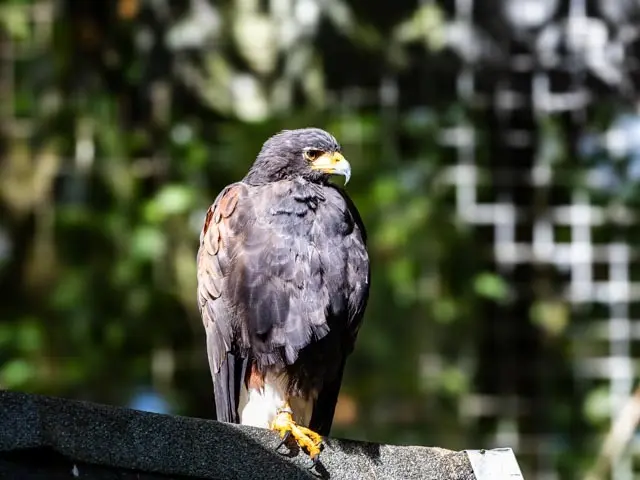 Wüstenbussard | Foto: Wolfgang Neuberth
