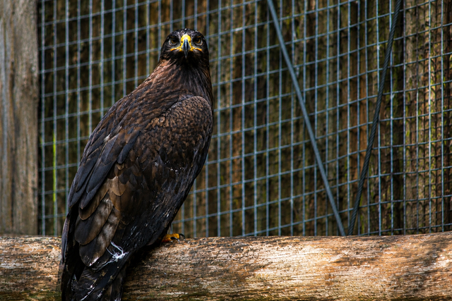 Steppenadler - Weibchen | Foto: Wolfgang Neuberth