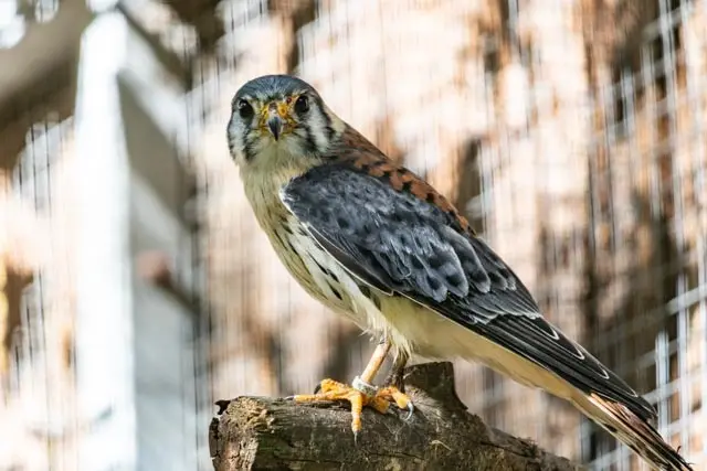 Turmfalke | Foto: Wolfgang Neuberth