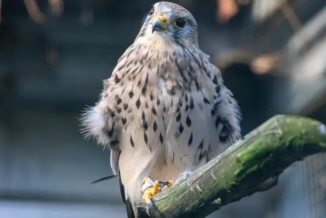 Falke | Foto: Wolfgang Neuberth