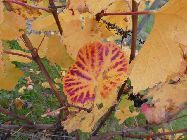 Farben des Herbstes | Foto: Heinrich Schneider
