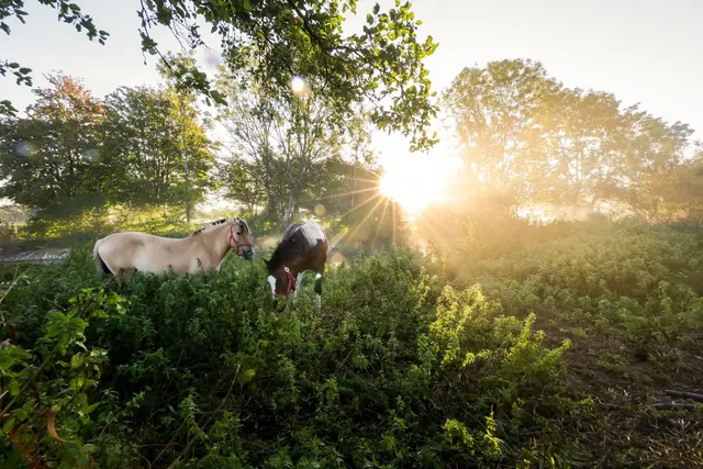 Dem kurzen Sommer-Revival dürfte laut Vorhersage bald die Puste ausgehen.  | Foto: Thomas Warnack/dpa