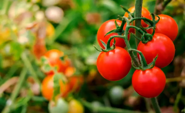 Beim Tag der offenen Tür im Sozialen Garten können Besucherinnen und Besucher Gemüsevielfalt entdecken und Erntefrisches mitnehmen. | Foto: Ton Photographer4289/stock.adobe.com