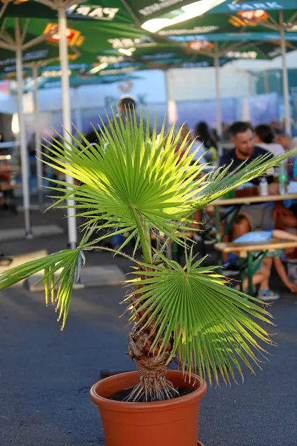 Foto: Norbert Scharf