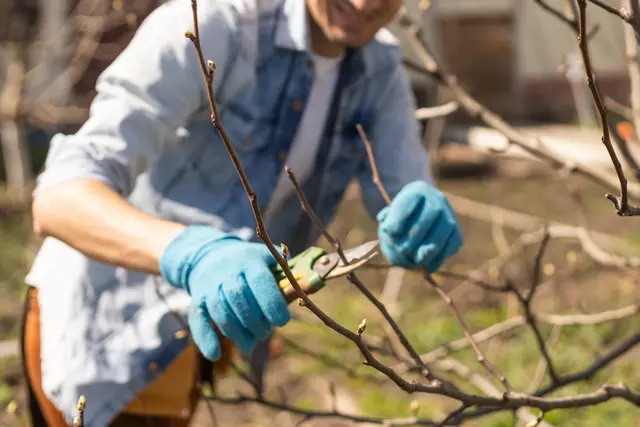 Im Herbst gibt es im Garten einiges zu tun. Bei einigen Pflanzen der Gehölzschnitt auf keinen Fall vergessen werden. | Foto: Angelov/stock.adobe.com