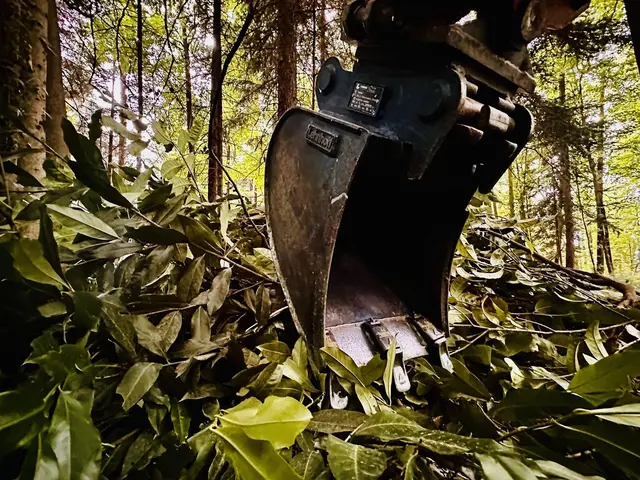 Mit einem Bagger entfernt die Stadt Kirschlorbeer aus dem Stadtwald Gaggenau. | Foto: Foto: Victoria Böhner, Forstamt des Landkreises Rastatt.