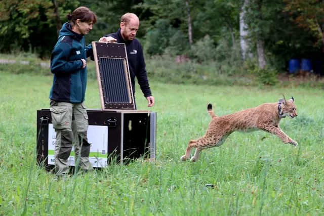 «Nero» soll für Nachwuchs sorgen. | Foto: Timo Deible/Zoo Karlsruhe/dpa