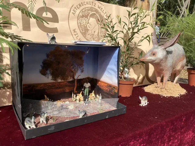 National Bilby Day: 150 Bilbys kehren in ihren Lebensraum zurück
