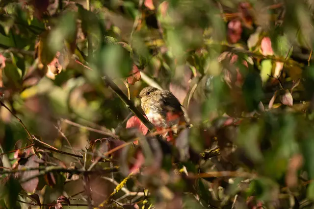 Eine heimische Hecke schützt vor neugierigen Blicken und bietet Vögeln Schutz und Nahrung. | Foto: Silas Stein/dpa/dpa-mag