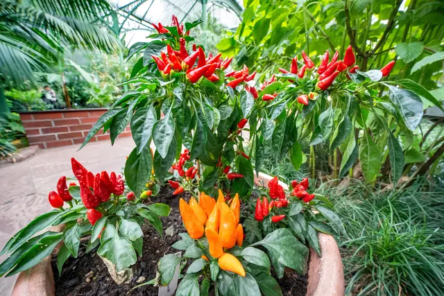 Chili-Ausstellung bringt Farbe und Schärfe in den Spätsommer