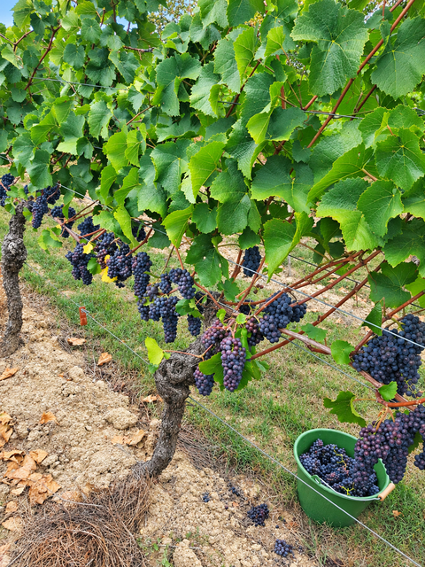 Volle Reben im Speyerer Ruländerweinberg: Die Weinlese 2026 brachte rund 950 Liter und ein Mostgewicht von 101 Grad Oechsle. | Foto: Stadt Speyer