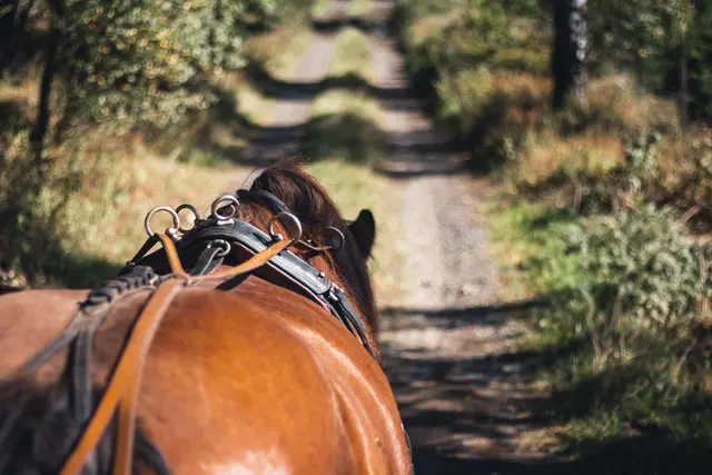 Bei einem Unfall mit einer Pferdekutsche auf einem Waldweg bei Kandel-Höfen wurden drei Menschen verletzt. Ein 62-Jähriger erlitt Knochenbrüche, das Pferd blieb unverletzt. | Foto: Mathias Spiekermann/stock.adobe.com