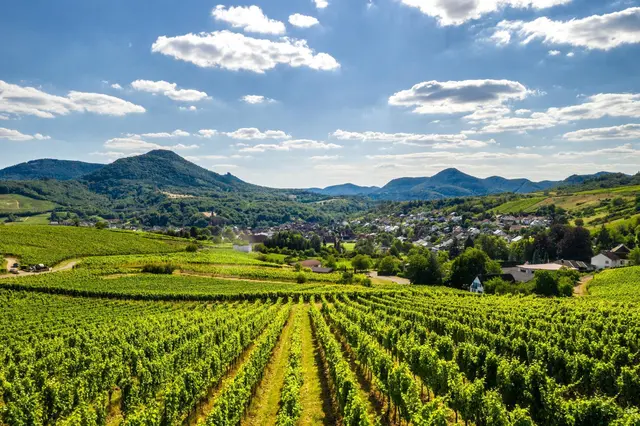 Im Trifelsland gehört Wein an mehreren Orten zur regionalen Identität und zum Ausflugsangebot. | Foto: Copyright Foto Verein SÜW Annweiler am Trifels e.V., Dominik Ketz