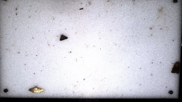 Nur wenige Insekten hat das Überwachungssystem registriert: ORBEA Ludwigshafen beteiligt sich am bundesweiten Umweltforschungsprojekt Lepidoptera Monitoring (LEPMON), das sich der automatisierten Erfassung nachtaktiver Insekten widmet. Lepidoptera bezeichnet die wissenschaftliche Ordnung der Schmetterlinge, zu denen auch Nachtfalter gehören. Ziel der Kooperation ist es, mithilfe moderner Kameratechnologie und künstlicher Intelligenz die Artenvielfalt von Nachtfaltern in der Region systematisch zu erfassen und wissenschaftlich auszuwerten.  | Foto: ORBEA