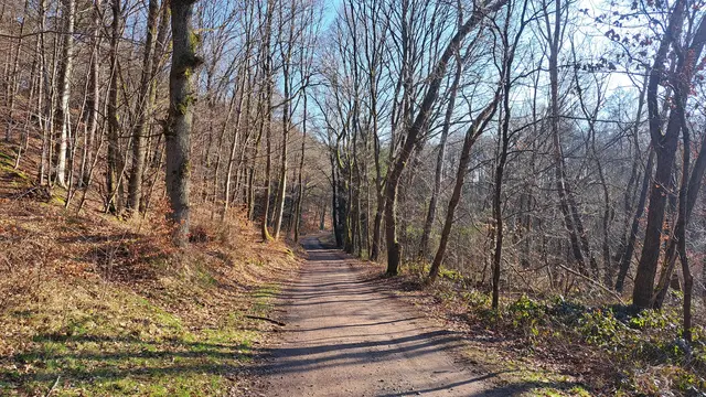 Waldweg im Herbst / Winter | Foto: Monika Klein