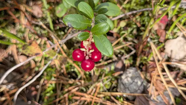 Besonders auf den markanten Grindeflächen kann im Schwarzwald von August bis Oktober auch Preiselbeeren finden | Foto: Heike Schwitalla