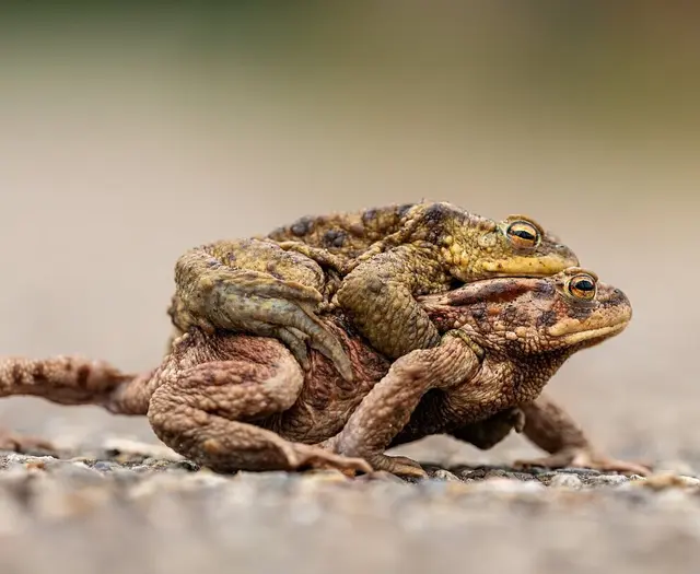 Am Batzenhofweg soll eine zweite Schranke verhindern, dass Amphibien in der Wanderzeit überfahren werden. | Foto: Stadt Karlsruhe, GBA, Stephan Gehrlein