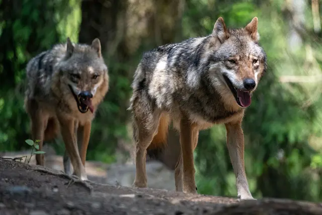 Die AfD-Fraktion fordert klare Jagd- und Schonzeiten für den Wolf. (Archivbild) | Foto: Armin Weigel/dpa