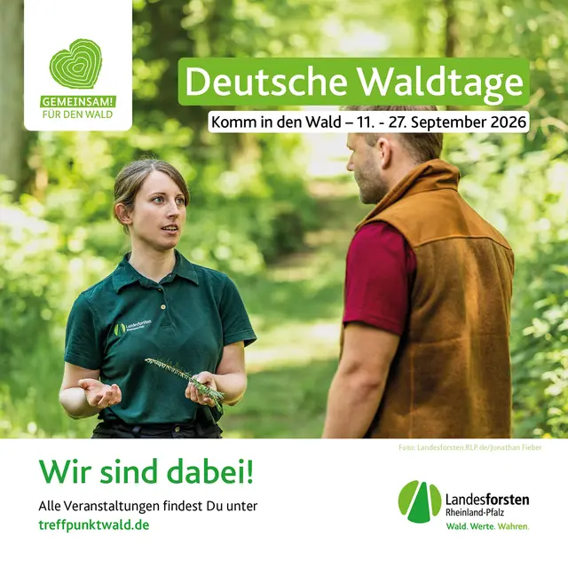 Rund um das dritte Septemberwochenende, von 18. bis 20. September, finden die Deutschen Waldtage unter dem Motto „Gemeinsam! Für den Wald.“ in ganz Deutschland statt | Foto: Landesforsten.RLP.de/J. Fieber/gratis