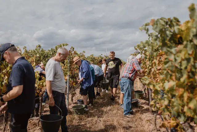 Im bisherigen Landratswingert in Kleinniedesheim hat Anfang September die letzte Weinlese stattgefunden. | Foto: Kreisverwaltung Rhein-Pfalz-Kreis