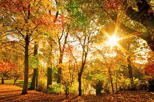Wanderung zum Sonnenuntergang: Tour durch den Bellheimer Wald | Foto: doris oberfrank-list/stock.adobe.com
