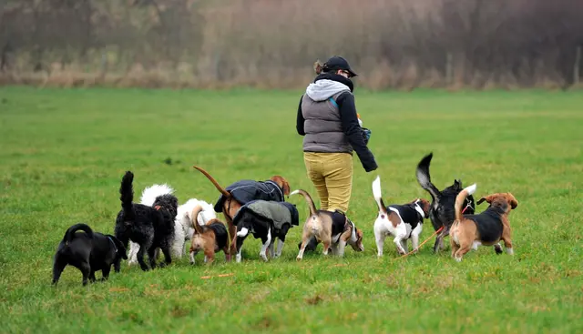 Im Rudel Gassi gehen? Wer einen solchen Service für seinen Hund bucht, kann die Kosten dafür in bestimmten Fällen steuerlich geltend machen. | Foto: Carsten Rehder/dpa/dpa-mag