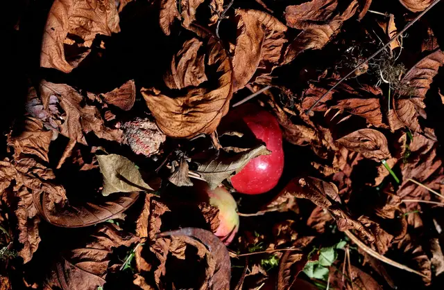 Das Wetter wird wieder wechselhafter. Mancherorts liegen vom Baum gefallene reife Äpfel zwischen Herbstlaub.  | Foto: Karl-Josef Hildenbrand/dpa