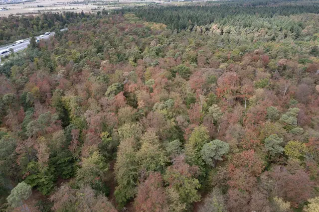 Im Rhein-Neckar-Kreis leiden vor allem Buchen unter Hitze und Trockenheit. | Foto: Landratsamt Rhein-Neckar-Kreis