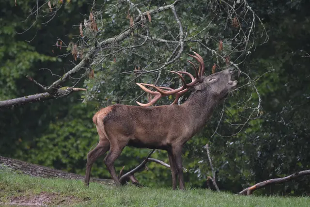 Rückzugsorte im Wald spielen für das Rotwild eine zentrale Rolle, wenn im Pfälzerwald immer mehr Menschen unterwegs sind. | Foto: WWP