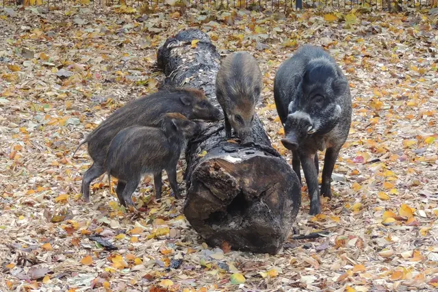 Eine Studie mit Beteiligung des Zoos Landau fordert schnelle Schutzmaßnahmen für zwölf asiatische Wildschweinarten. | Foto: Zoo Landau