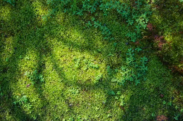 Herbstlaub sollte regelmäßig vom Rasen entfernt werden: Unter der feuchten Blätterdecke entstehen schnell kahle Stellen, auf denen sich Moos ausbreitet. | Foto:  tpap8228/stock.adobe.com