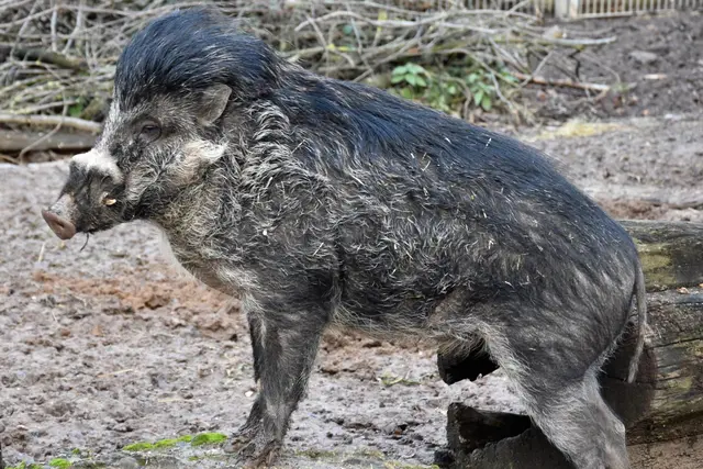 Eine Studie mit Beteiligung des Zoos Landau fordert schnelle Schutzmaßnahmen für zwölf asiatische Wildschweinarten. | Foto: Zoo Landau