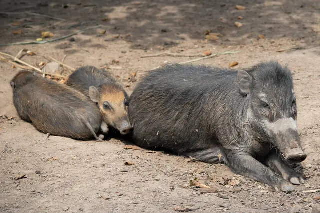 Eine Studie mit Beteiligung des Zoos Landau fordert schnelle Schutzmaßnahmen für zwölf asiatische Wildschweinarten. | Foto: Zoo Landau